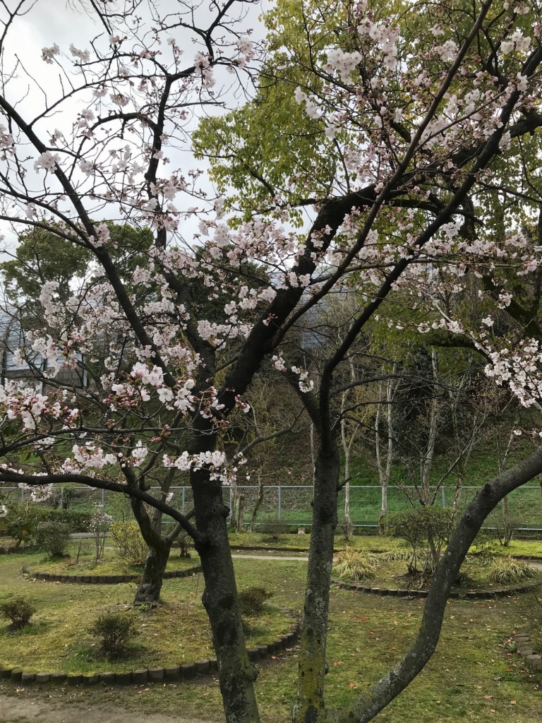 2022年3月① 桜