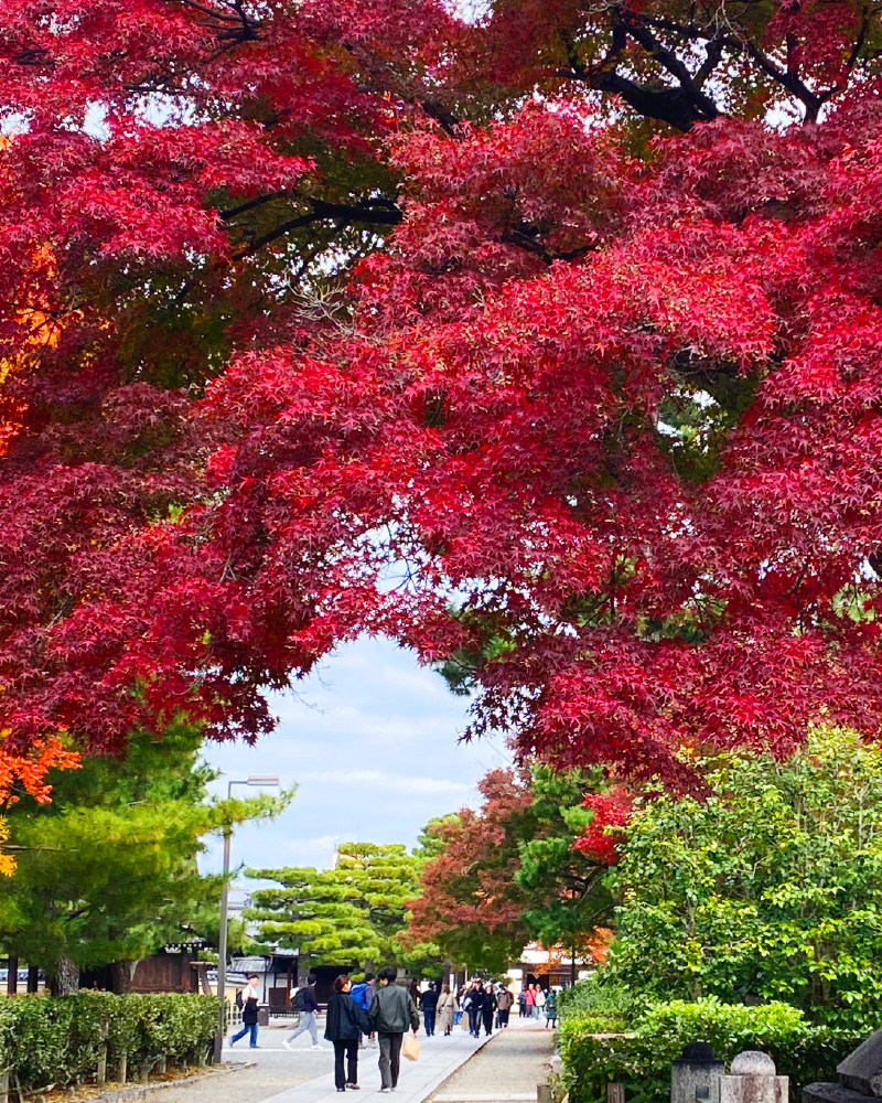 20251130【京都の紅葉】2