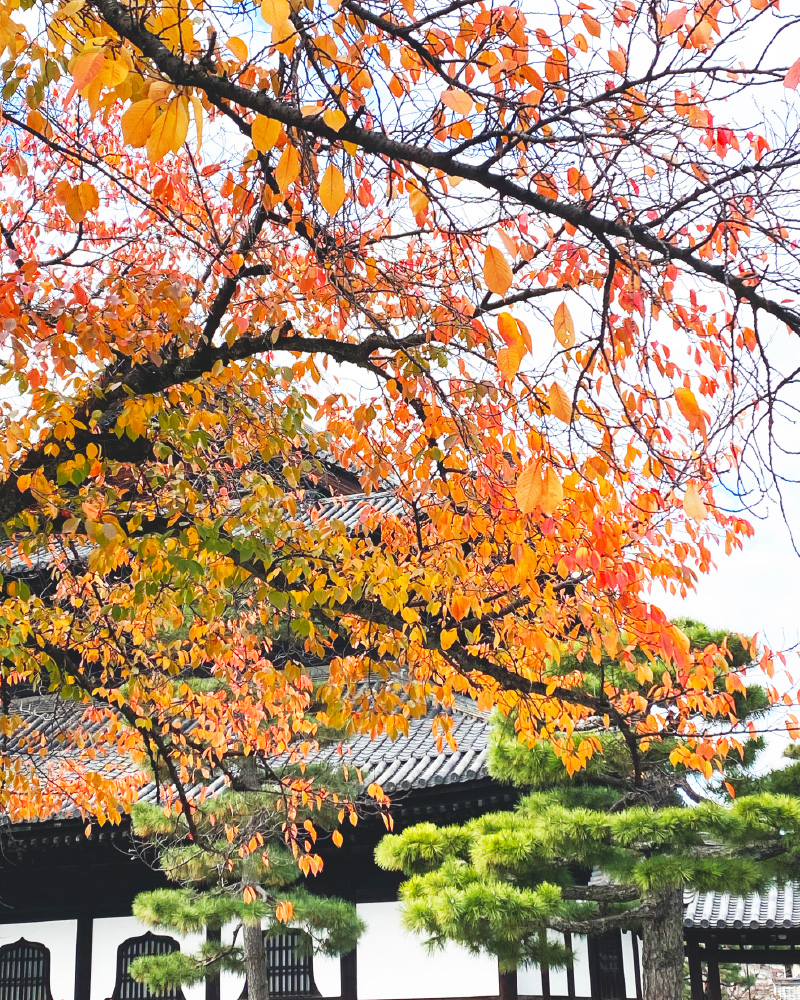 20251130【京都の紅葉】3