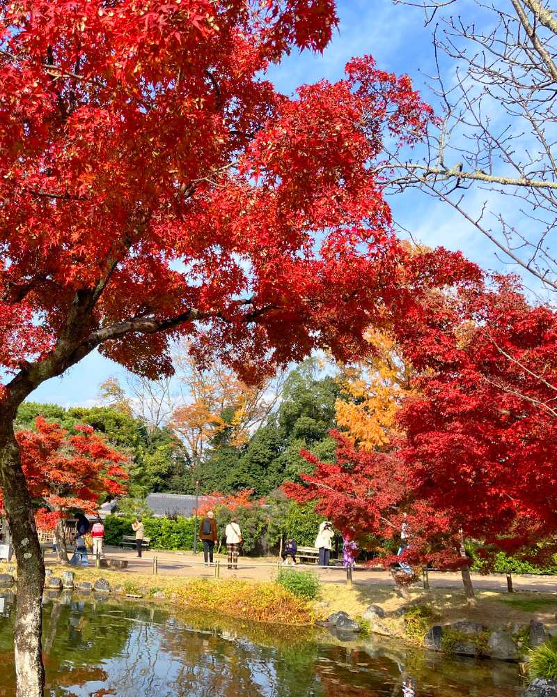 20251130【京都の紅葉】4