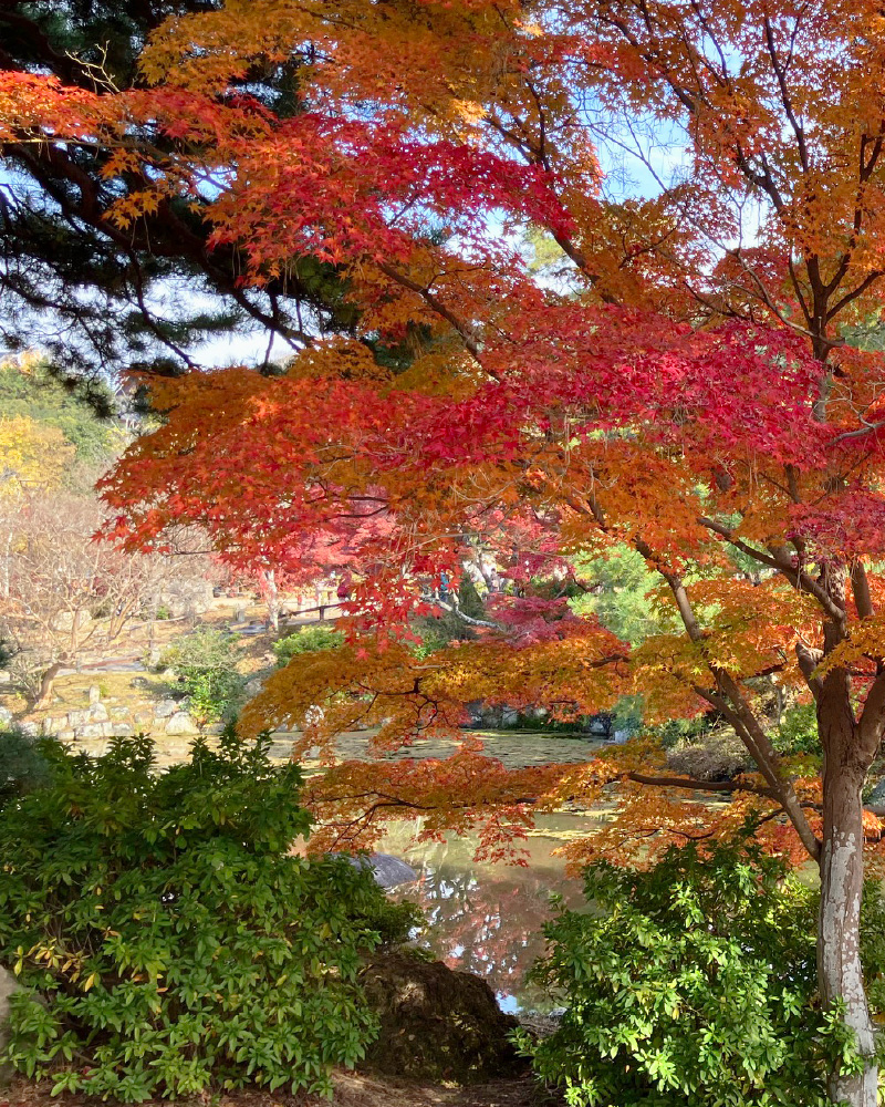 20251130【京都の紅葉】5