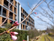 20260323【京都の桜_梅小路公園】1