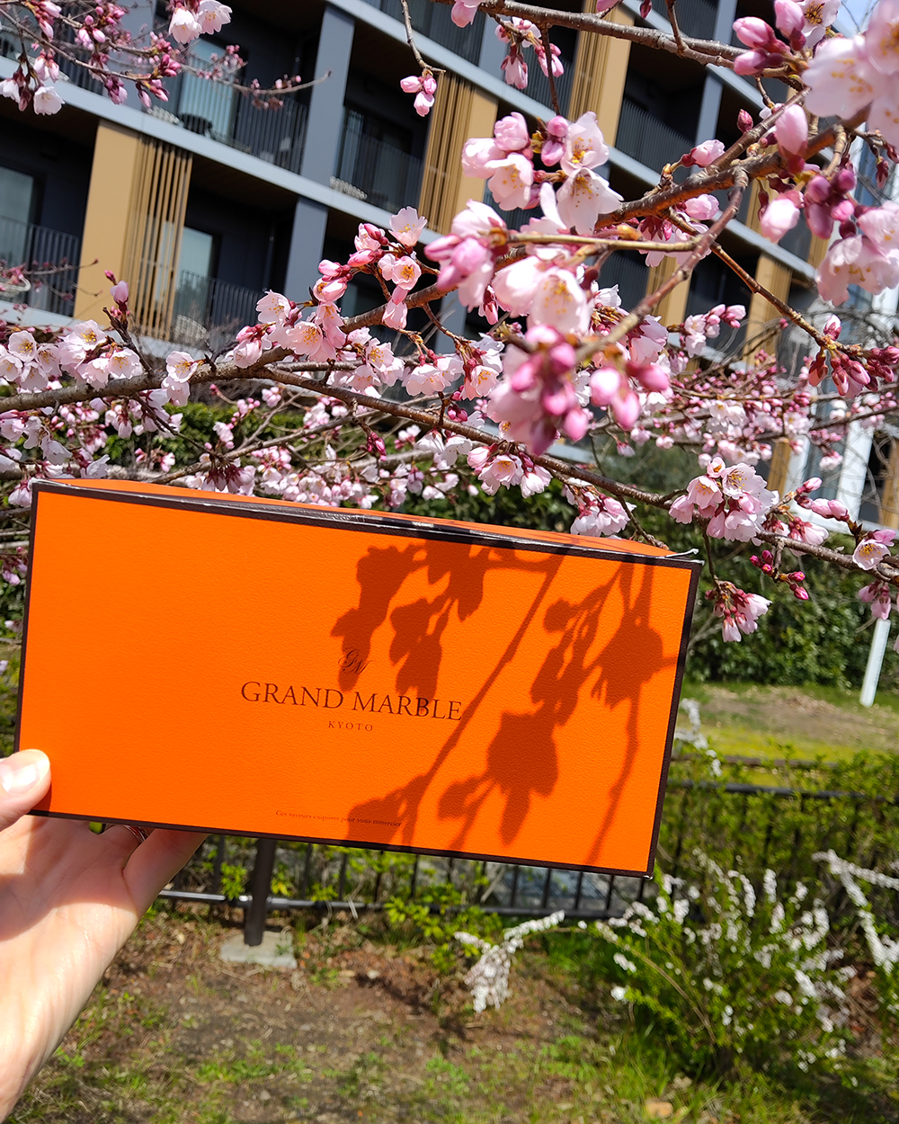 20260323【京都の桜_梅小路公園】2