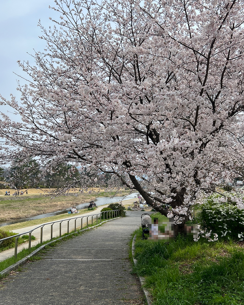 20260331さくら11_鴨川