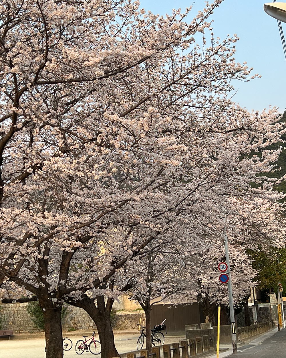 20260331さくら12_白川通