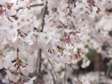 20260331さくら1_御所1