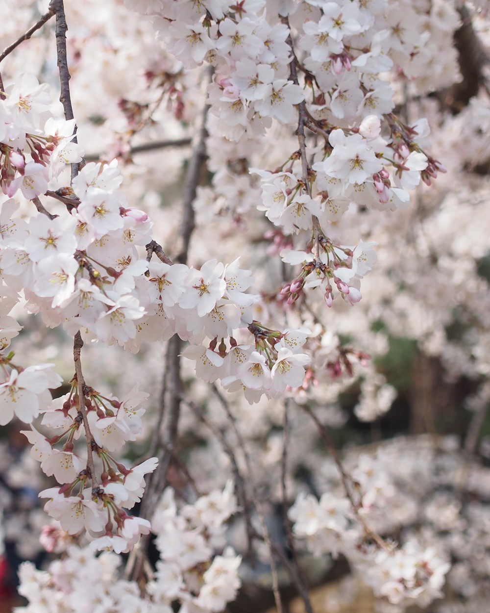 20260331さくら1_御所1