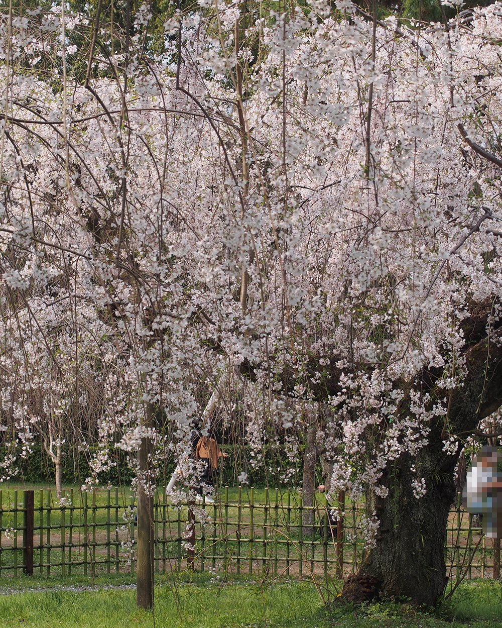 20260331さくら2_御所2