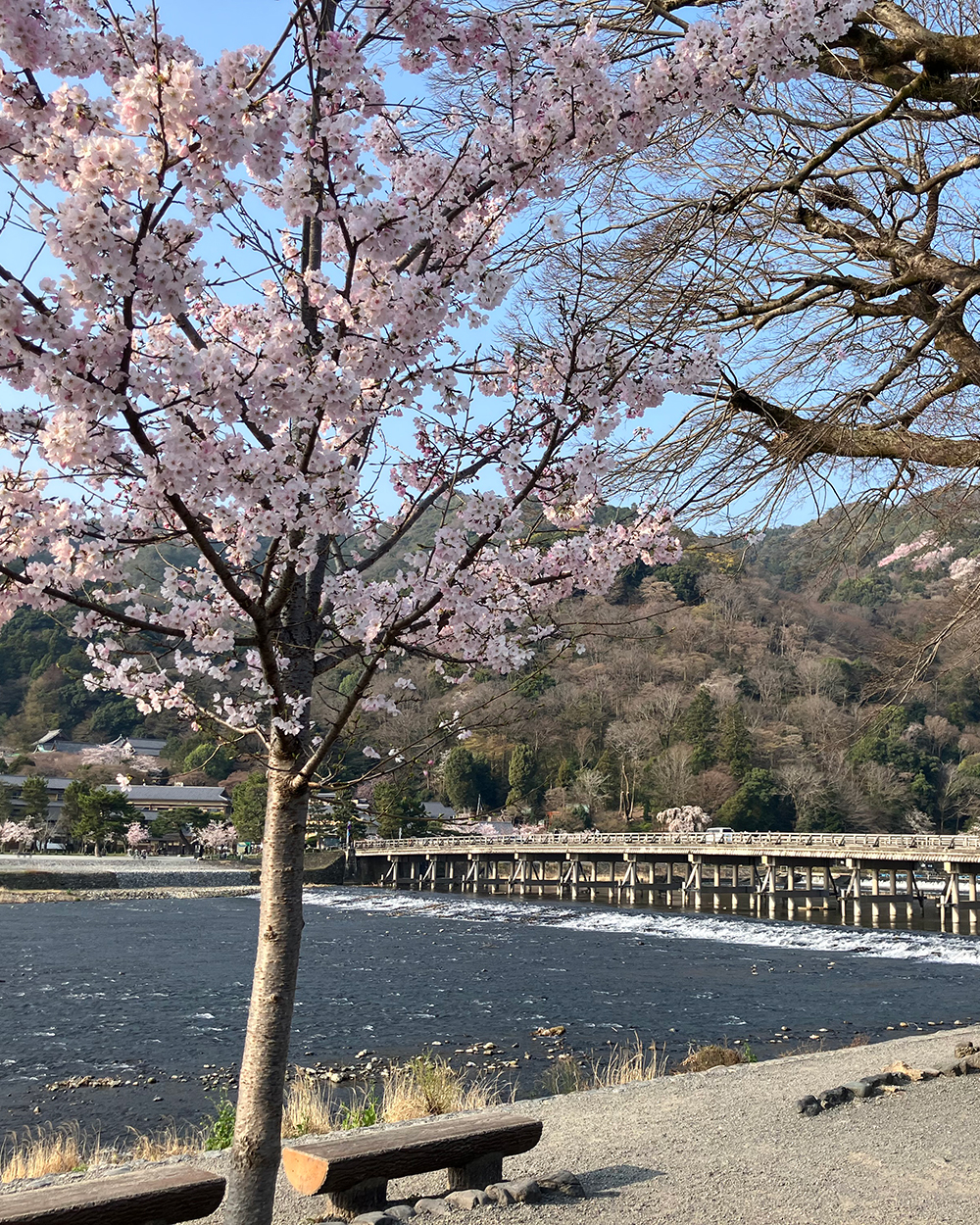 20260331さくら7_嵐山1
