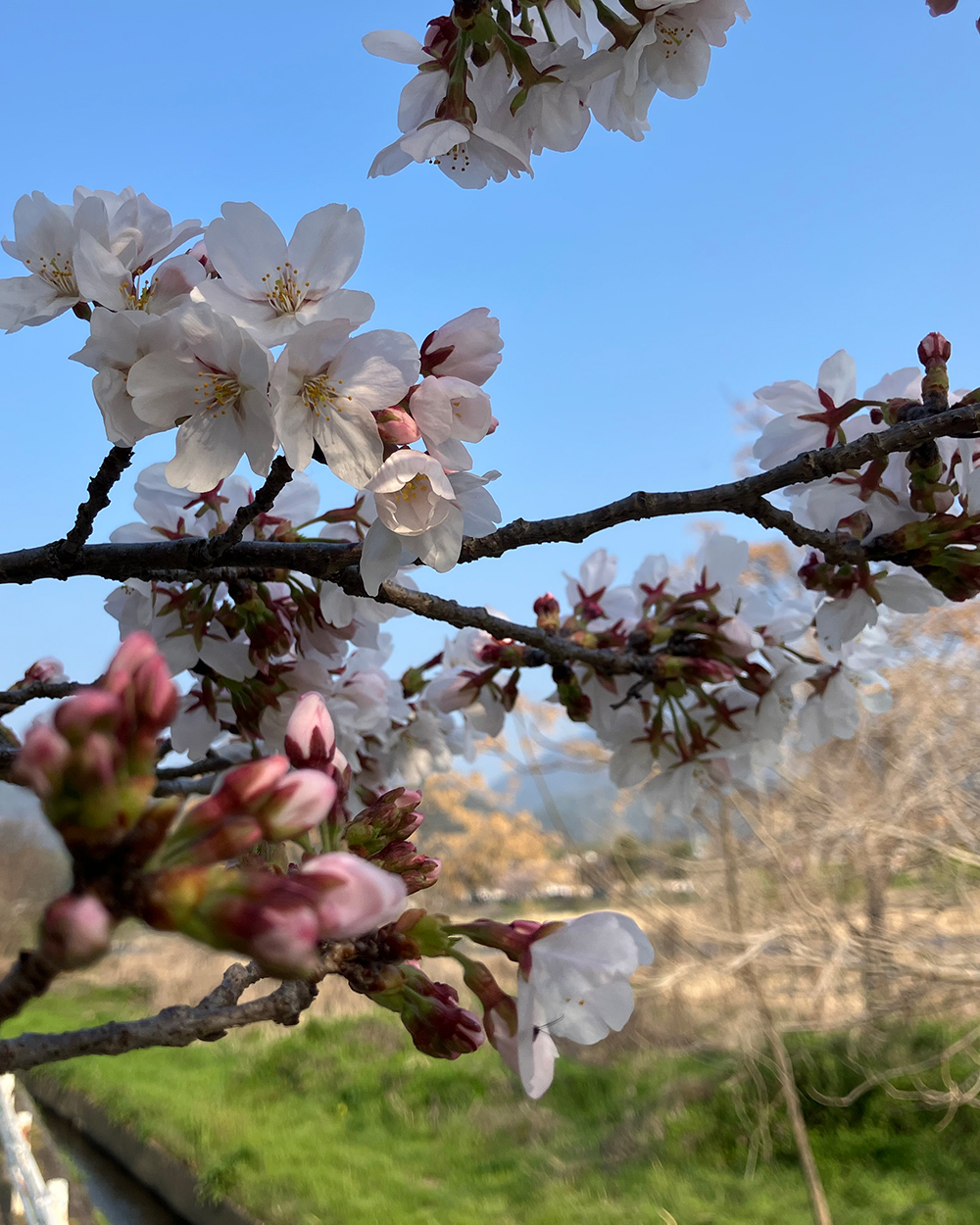 20260331さくら8_嵐山2