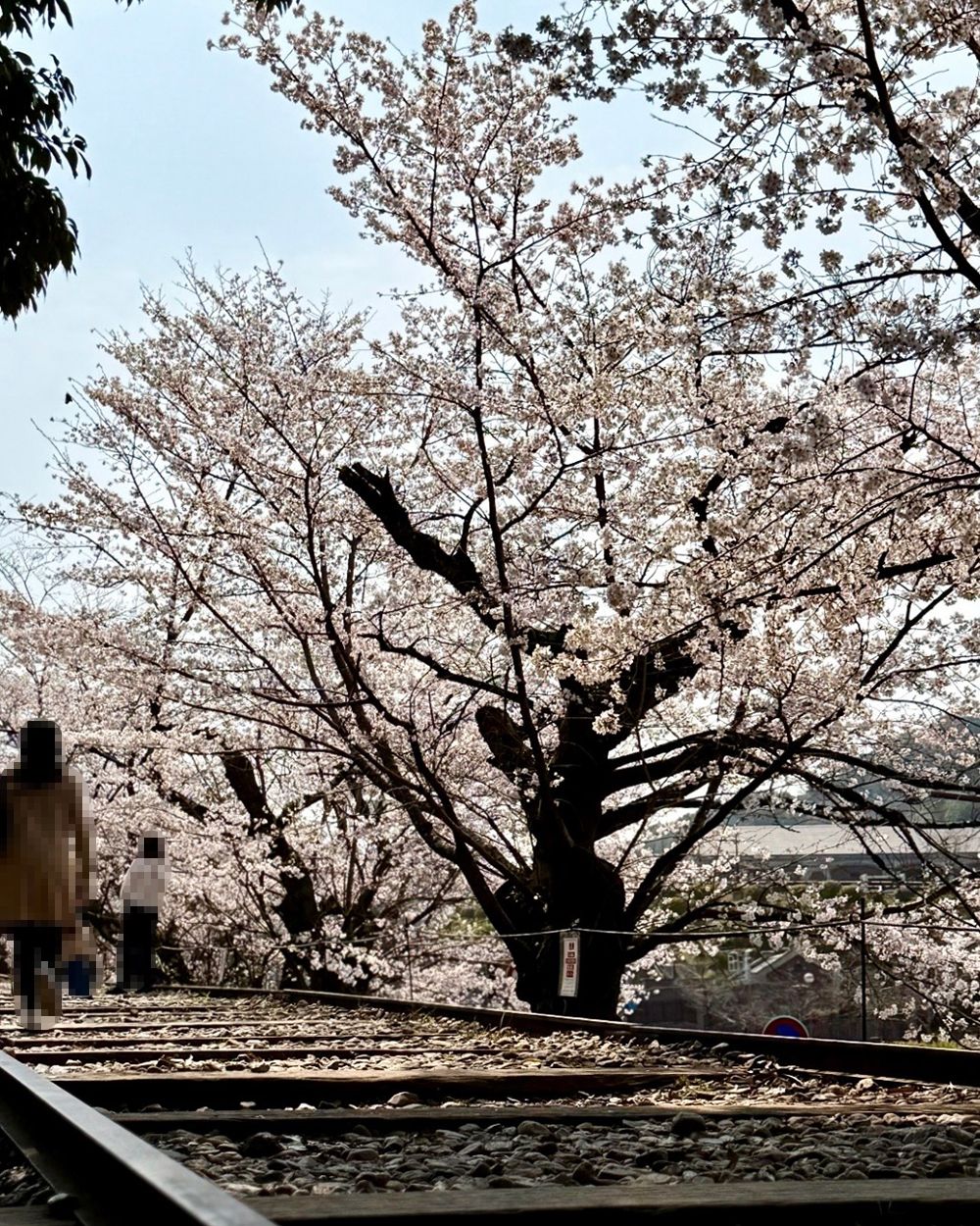 20260331さくら9_蹴上1